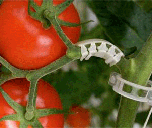 قلاب و گیره نگهدارنده بوته